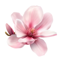 Magnolia liliiflora Plant on Transparent Background png