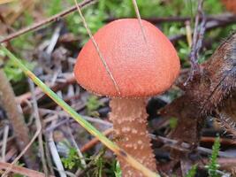 beautiful closeup of forest mushrooms in grass. little fresh mushrooms, in Autumn Forest. Mushroom picking concept. photo