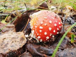 Toxic hallucinogen fly agaric with red cap in forest. Wild poisonous mushroom on natural autumn background. Harvest fungi concept. Toadstool fungus. photo