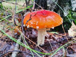 Toxic hallucinogen fly agaric with red cap in forest. Wild poisonous mushroom on natural autumn background. Harvest fungi concept. Toadstool fungus. photo