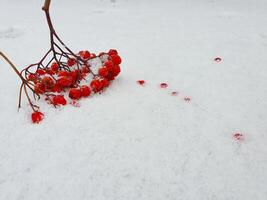 A branch of ashberry lay in the snow. Red winter berry background. Christmas rowan berry branch. photo