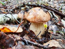 Porcini Cep White Mushroom Boletus Pinophilus Mycelium in a forest. Small cute bolete mushrooms in wildlife. Mushrooming harvesting season. Herbal and healthcare concept photo