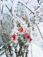 A branch of ashberry on the tree. Red winter berry background. Christmas rowan berry branch. photo
