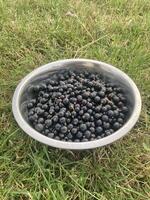Blackcurrants collected in a bowl photo