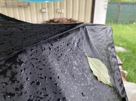 A tree leaf stuck to an umbrella in the rain photo