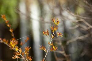 A larch branch with orange leaves stands in front of a falling waterfall in the background. Yellow leaves. Spring. Horizontal. photo