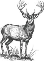 wildlife with engraving style black color only vector