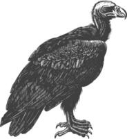 vulture bird animal with engraving style black color only vector