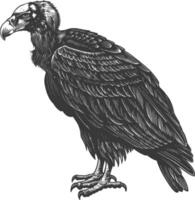 vulture bird animal with engraving style black color only vector
