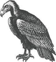 vulture bird animal with engraving style black color only vector