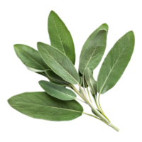 Common sage Plant on Transparent Background png