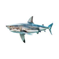 Shark in Ocean on Transparent Background png