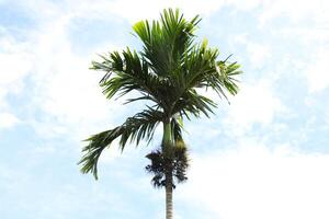 Areca Palm Tree, Isolated with Blue Sky on a Sunny Day photo