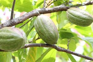 Young Cocoa Fruit Grows Big and Healthy photo