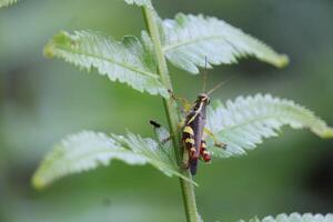 Grasshopper Hiding in Fern Tree Trunk photo