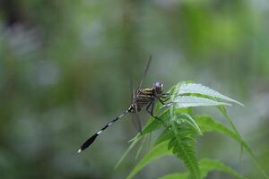 Dragonfly with Transparent Wings Perched on Green Fern Leaves in Forest photo