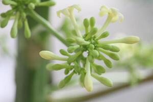 Close up of Papaya Flowers and Buds in the Garden in the Afternoon photo