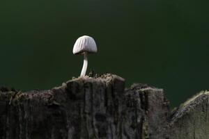 White Mold Growing on Dead Pooh Trunk under Light photo
