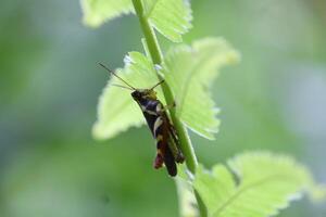 A Grasshopper with a Beautiful Motif is Perched Under a Glowing Fern Leaf photo