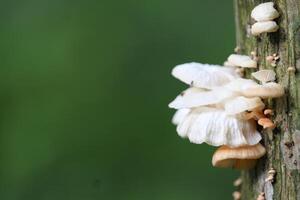 The Life of White Fungus on Dead Tree Trunks, Indonesia. photo