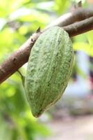 Green Cocoa Fruit Grows Big and Healthy photo