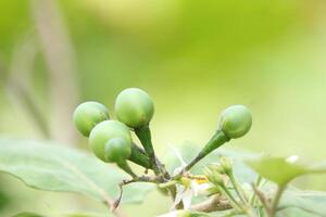 Green Pipit Eggplant with Smooth Texture under Sunlight photo