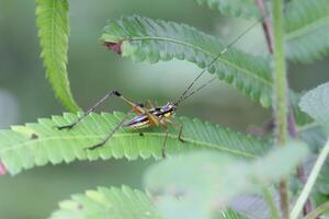 Tropical Grasshopper Camouflaged on Fern Leaves photo