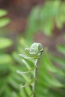 Young Fern with Smooth and Hairy Texture, isolated on Blurred Background photo