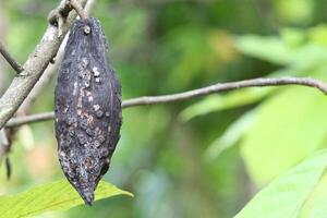 Black Cocoa Fruit is Cocoa Fruit that has been damaged photo