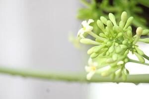Green and white papaya flowers in the afternoon with a blurry background in the afternoon photo