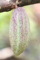 Raw Cocoa Fruit on Tree Trunk, Indonesia photo