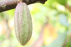 Raw Cocoa Fruit on Tree Trunk photo