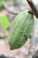 Green Cocoa Fruit Hanging on a Tree Twig in the Sun photo