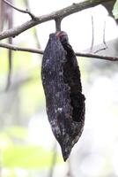 Damaged and Rotten Cocoa Fruit Attacked by Squirrels photo