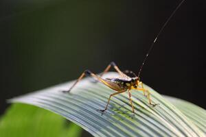 Grasshopper Perched on a Leaf Under Warm Light in the Afternoon photo