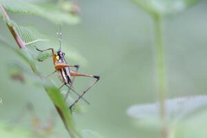 Grasshopper Perched on Tree Trunk, Isolated on Blurred Green Background photo