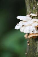 White Fungus Growing on a Dead Tree Under White Light photo
