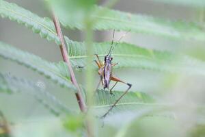 The Brown Grasshopper arrived behind the Fern Leaves photo