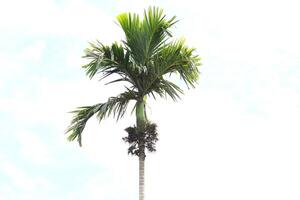Areca Palm Tree, Isolated on White in the Afternoon photo