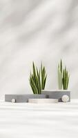 3d rendering mockup template terrazzo and concrete texture podium in portrait with snake plants photo