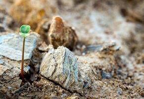 Young seeding sprout up rocky mountain soil photo
