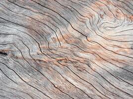Abstract Surface texture and trenches on the bark of tree trunk photo