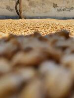a large amount of grain is shown in a pile. Weats Seeds photo