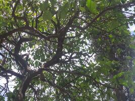 a tree with green leaves and a sky in the background photo