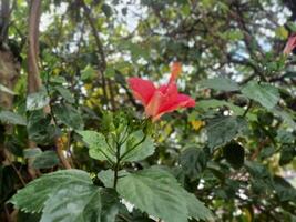 a red flower with white spots on it and a red flower in the middle. photo