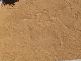 a large amount of grain is shown in a pile. Weats Seeds photo