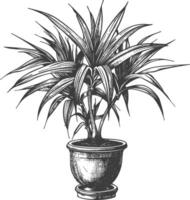 ornamental plants in pot with engraving style vector