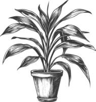 ornamental plants in pot with engraving style vector
