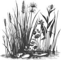 swamp coastal plants with engraving style vector