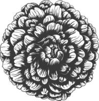 pom pom with engraving style vector
